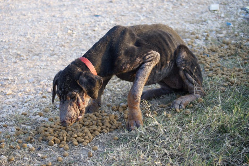 Σκυλιά άρρωστα & σκελετωμένα παρατημένα στον Αμβρακικό στο έλεος των ανθρώπων